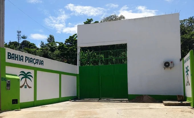 Plantação de Piaçava na Bahia - Attalea funifera palmeira nativa para produção de vassouras naturais