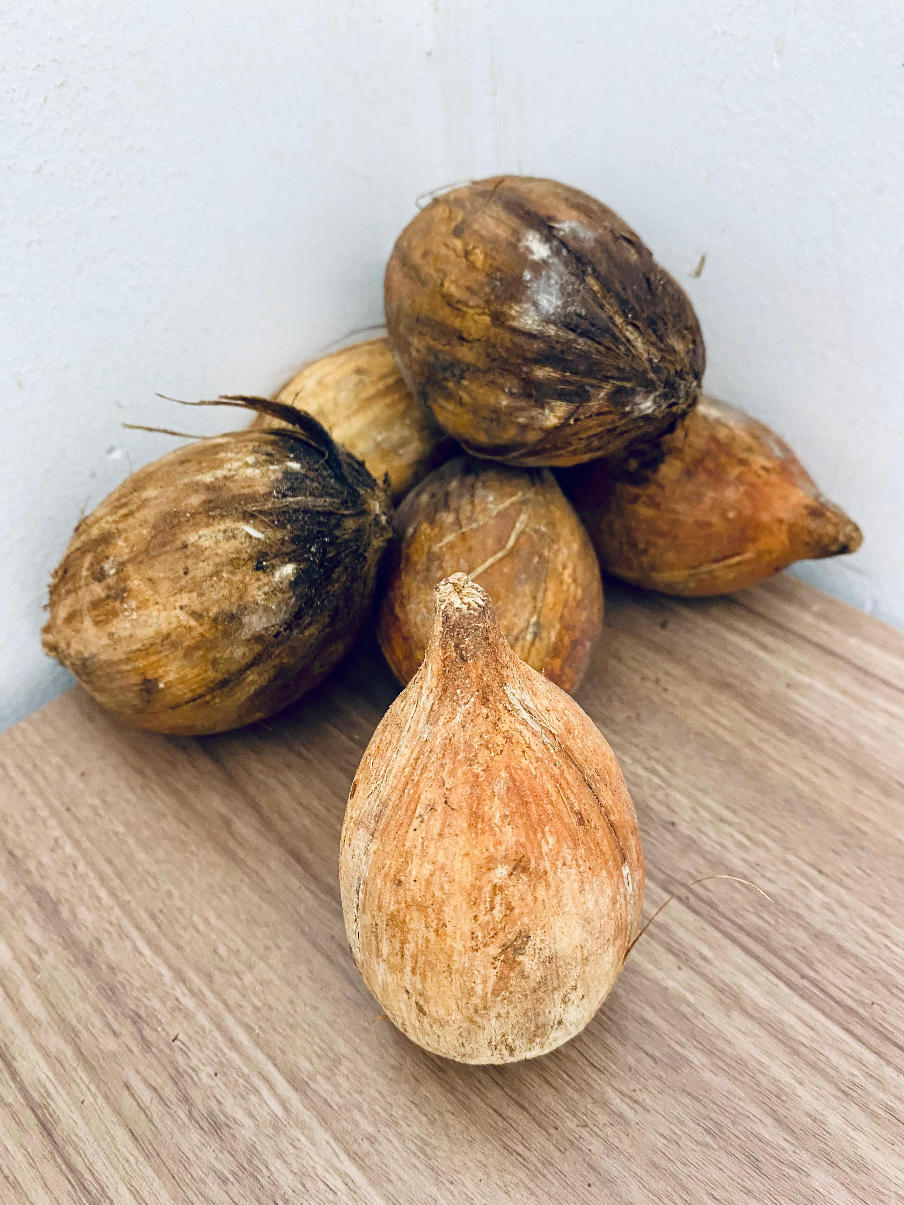 Coco de piaçava natural para artesanato sustentável e decoração rústica ecológica da Bahia