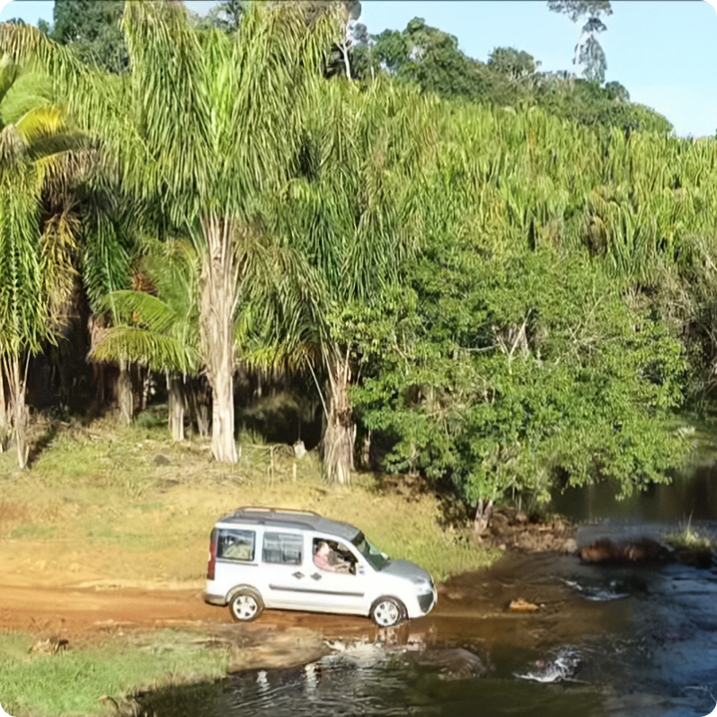Plantação de Piaçava na Bahia - Attalea funifera palmeira nativa